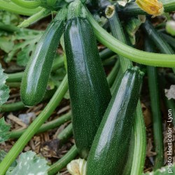 Courgette verte