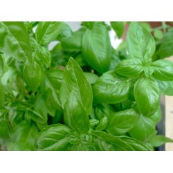 Basilic grand vert *(botte)