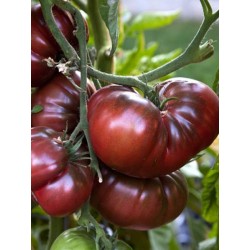 Tomate Noire de Crimée