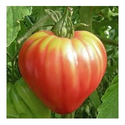 Tomate Cœur de Bœuf