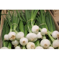 Oignon blanc* botte