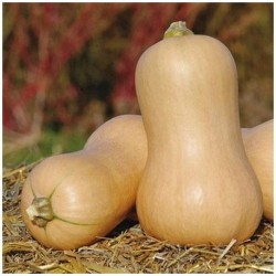Courge Butternut*