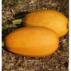Courge orangetti spaghetti*