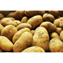 Pomme de terre chair ferme*